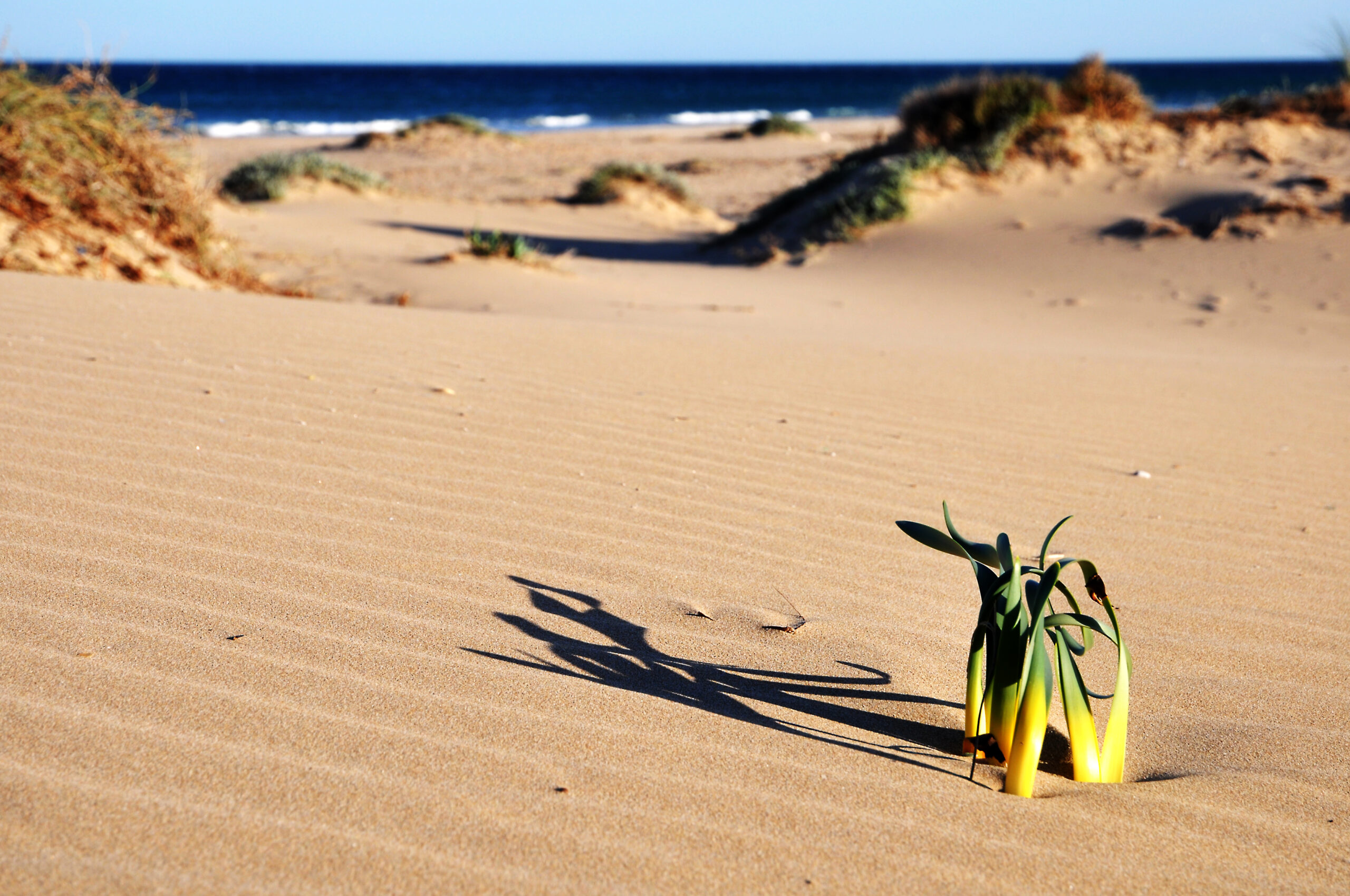 Playa del Carabassí, Elche: The Complete Guide to This Wild Dune Beach
